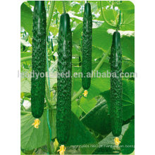 Sementes de pepino híbrido CU0 Nongfeng f1 de sementes vegetais de qualidade